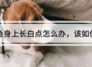 玛丽鱼身上长白点怎么办？教你一招快速治愈白点病