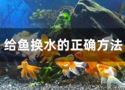 正确给鱼换水方法（鱼缸如何正确进行换水操作）