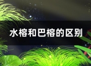 水榕和巴榕的区别是什么，能一起种植吗