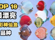 10大最漂亮的七彩神仙鱼品种