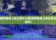 招财鱼身上发红是什么病(招财鱼身上发红怎么治疗)