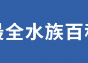 欣赏|惊艳！养鱼达人教你从七个方面欣赏埃及神仙鱼