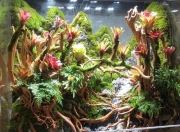 功夫物种水草培训--生态雨林缸系统的设计与制作（2）