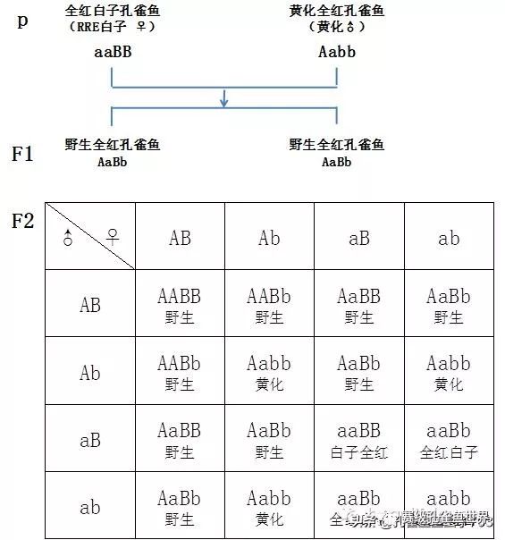 热带鱼