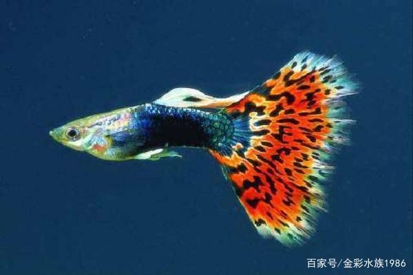 水族知识