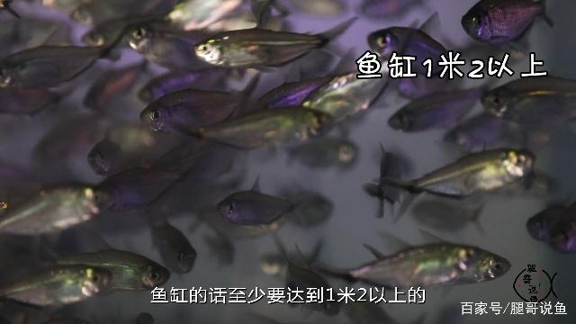 水族知识