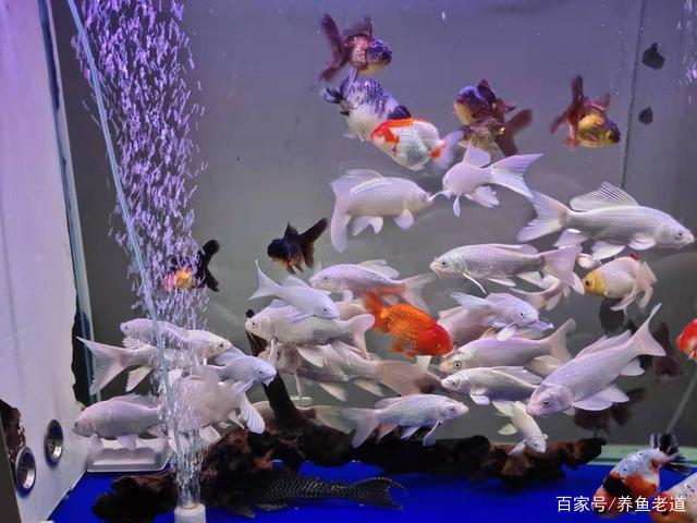 水族知识