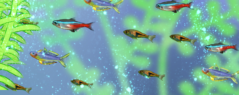 红绿灯鱼可以裸缸养吗，需要放水草吗