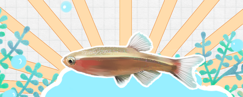 白云金丝鱼的寿命多长，能和什么鱼可以混养