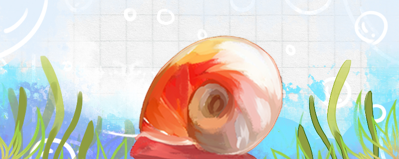 苹果螺能活多久，养多久能繁殖