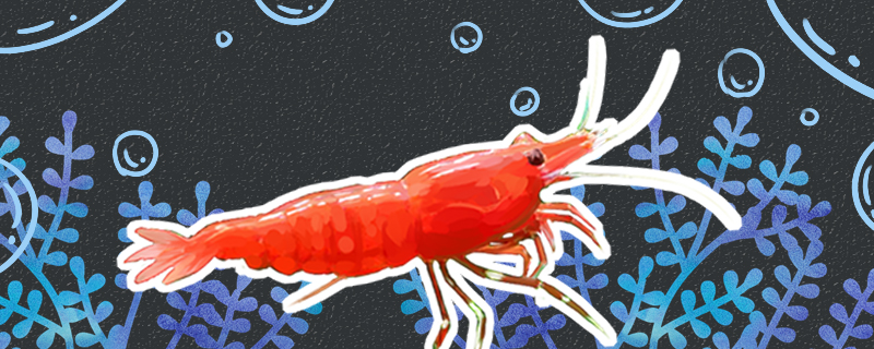 极火虾吃什么，多久喂一次