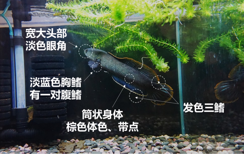 养鱼科普