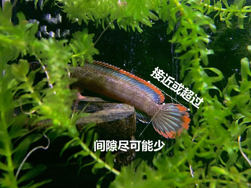 热带鱼