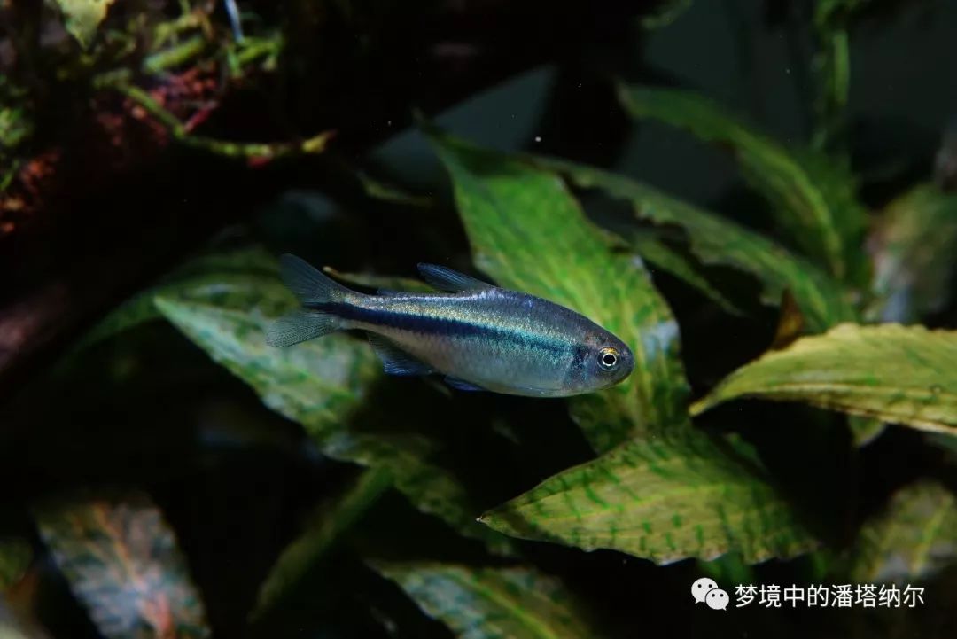 水族知识