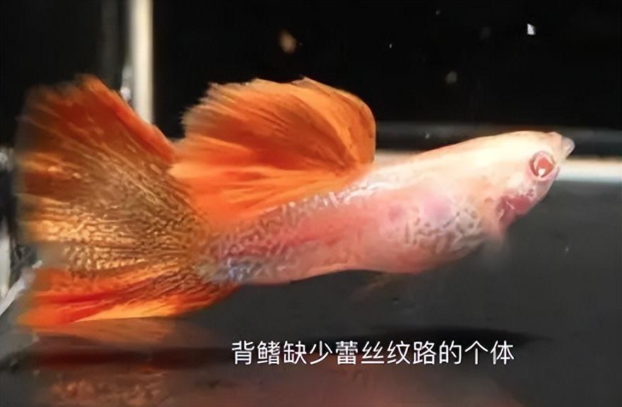 水族知识