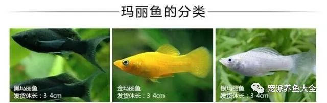 水族知识