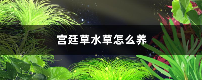 宫廷草水草好养吗，怎么养