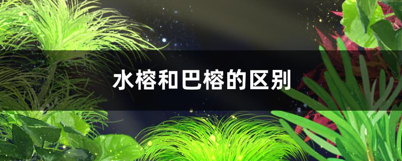 水榕和巴榕的区别是什么，能一起种植吗