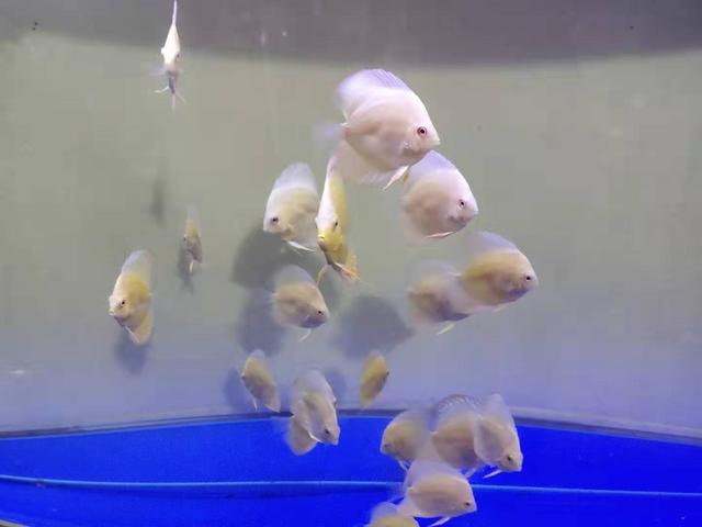 水族知识