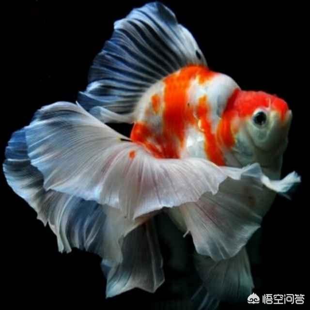 水族知识