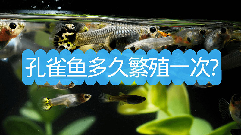 水族知识