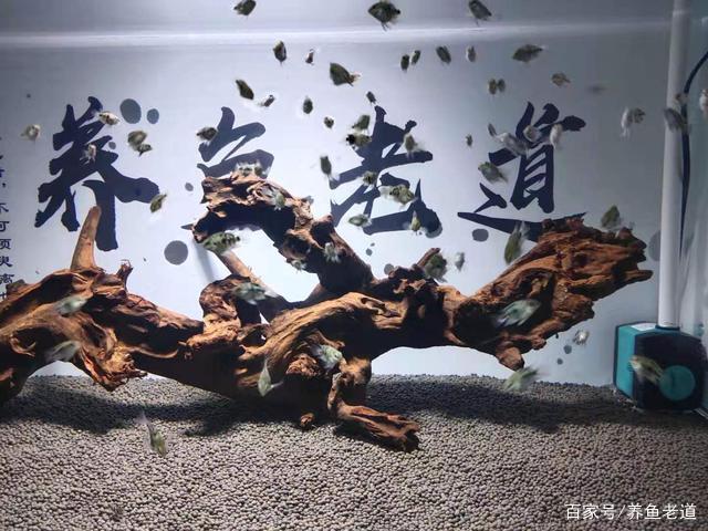 水族知识