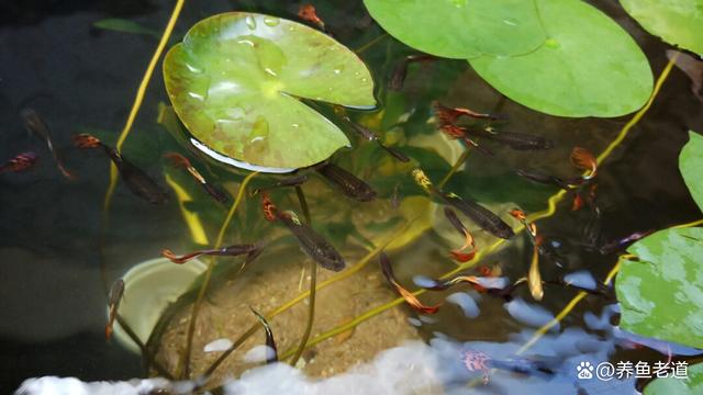 水族知识